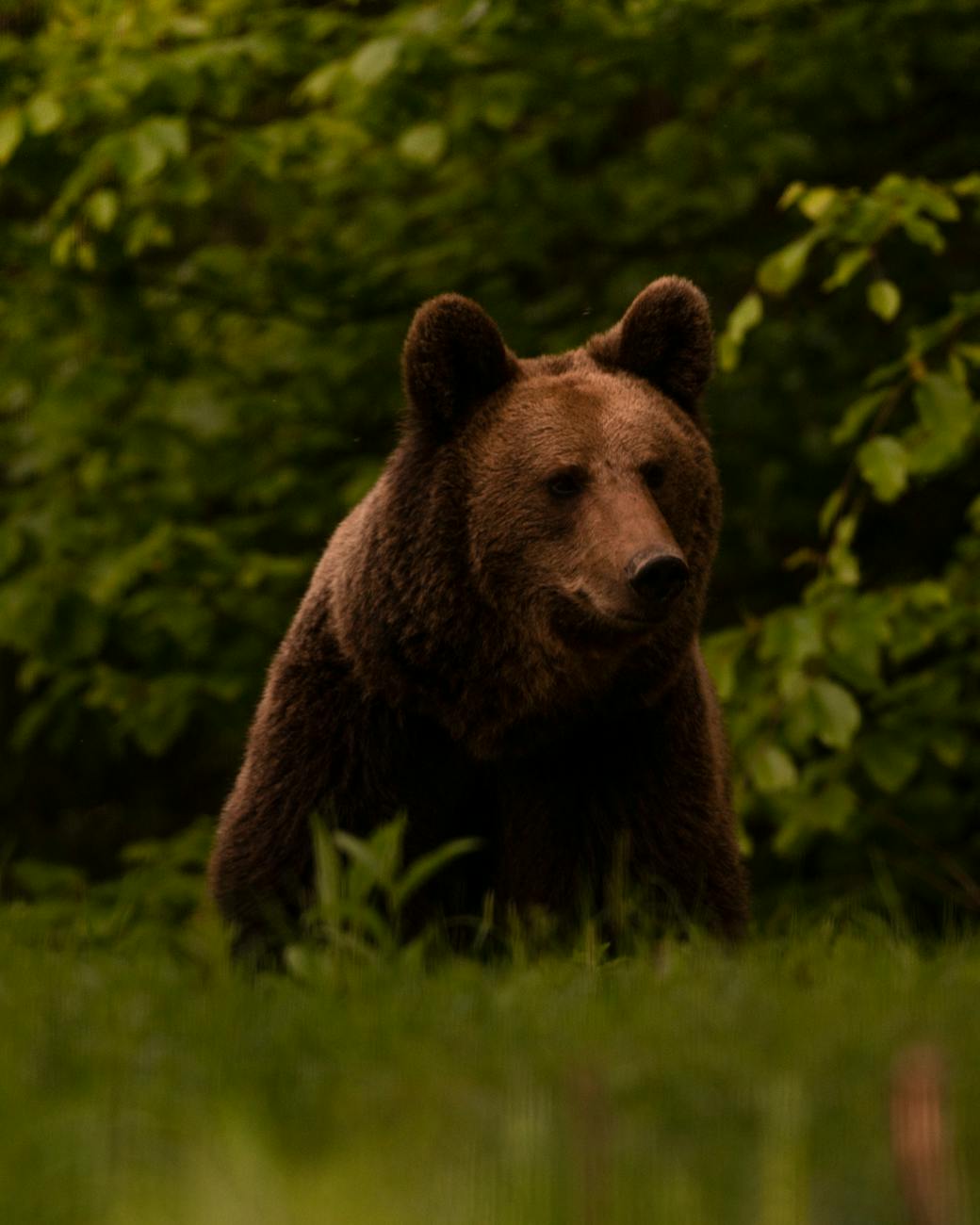 “Il Re delle Foreste”, escursione per osservare l’Orso Bruno nel Parco d’Abruzzo