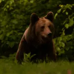 “Il Re delle Foreste”, escursione per osservare l’Orso Bruno nel Parco d’Abruzzo