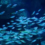 Termoli, studenti francesi in visita al Mercato Ittico per il progetto Erasmus