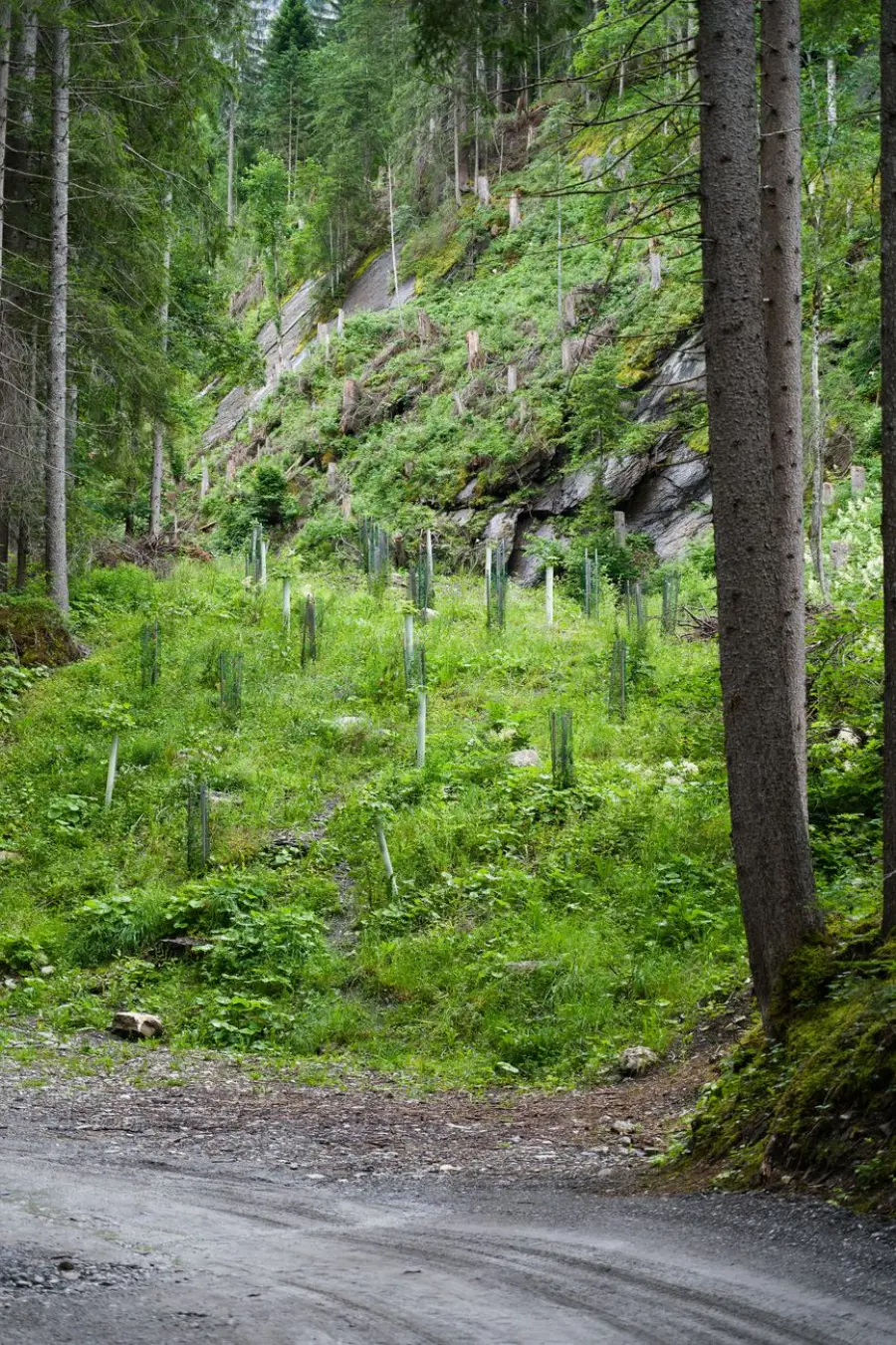 Termoli, nuove aree di rimboschimento: “Non saranno parchi ma ecosistemi forestali”