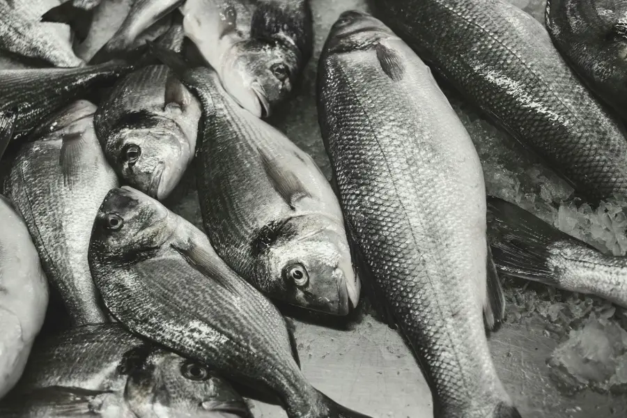 Termoli, avviso per organizzare la Sagra del Pesce 2026: candidature entro il 18 giugno