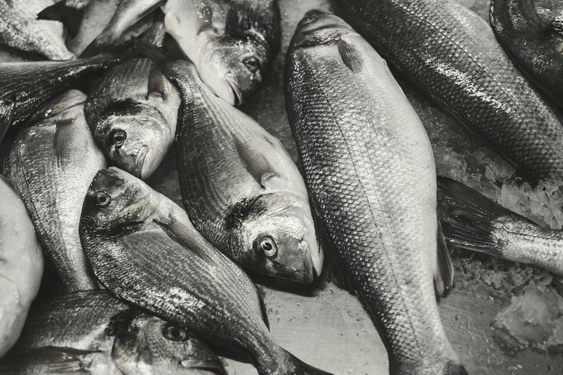 Termoli, avviso per organizzare la Sagra del Pesce 2026: candidature entro il 18 giugno