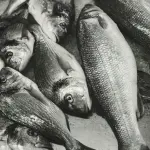 Termoli, avviso per organizzare la Sagra del Pesce 2026: candidature entro il 18 giugno