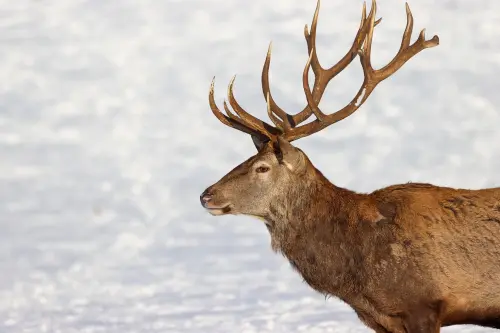 I cervi d’inverno: escursione tra natura e silenzio al calare della luce