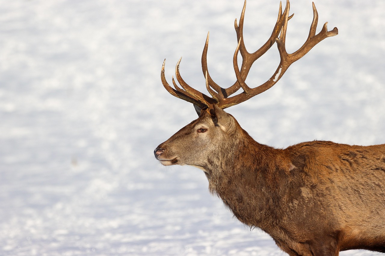 I cervi d’inverno: escursione tra natura e silenzio al calare della luce