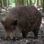 Molise, emergenza cinghiali: approvata mozione per un tavolo permanente