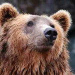 Alla scoperta dell’orso nel Parco d’Abruzzo: escursione tra bearwatching, rifugio e stelle
