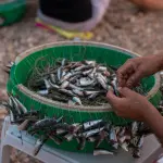 Cosa mangiare a Termoli: piatti tipici, cucina di mare e tradizione molisana