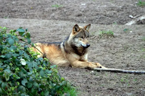 Parco d’Abruzzo, altri 8 lupi morti: nuovo focolaio anche a Bisegna