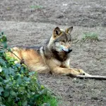 Parco d’Abruzzo, altri 8 lupi morti: nuovo focolaio anche a Bisegna