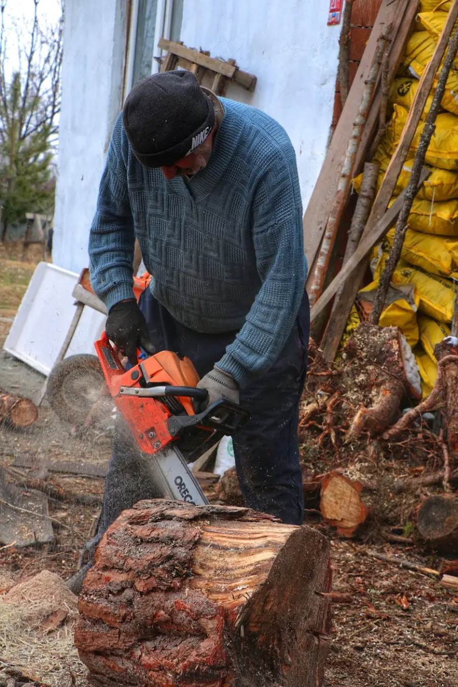 Termoli, abbattuti 7 cipressi: piantati 10 Liquidambar