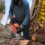 Termoli, abbattuti 7 cipressi: piantati 10 Liquidambar